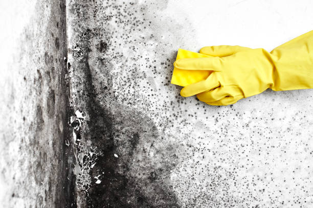 Best Home Mold Removal  in North Kansas City, MO