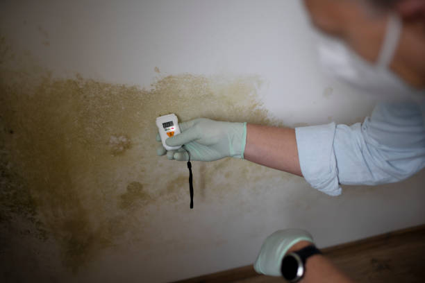 Best Black Mold Removal  in North Kansas City, MO