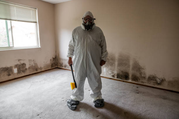 Reliable North Kansas City, MO Mold Removal Solutions
