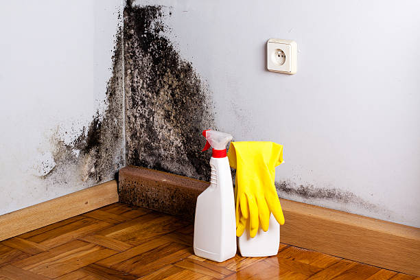 Best Mold Removal Company Near Me  in North Kansas City, MO