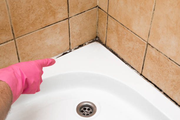 Best Professional Mold Removal  in North Kansas City, MO