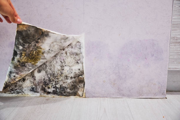 Best Attic Mold Removal  in North Kansas City, MO